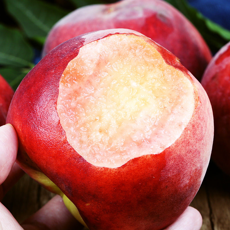 现摘现发春雪水蜜桃《春雪水蜜桃》脆甜新鲜桃子水果应季毛桃