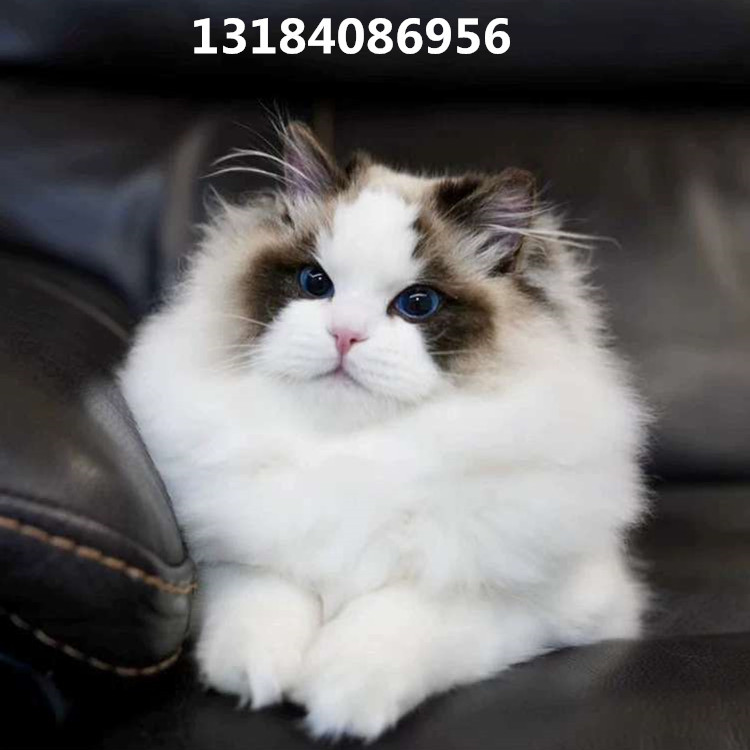 宠物猫活体批品质高金渐层银渐层英短蓝猫矮脚猫幼猫蓝白猫活体