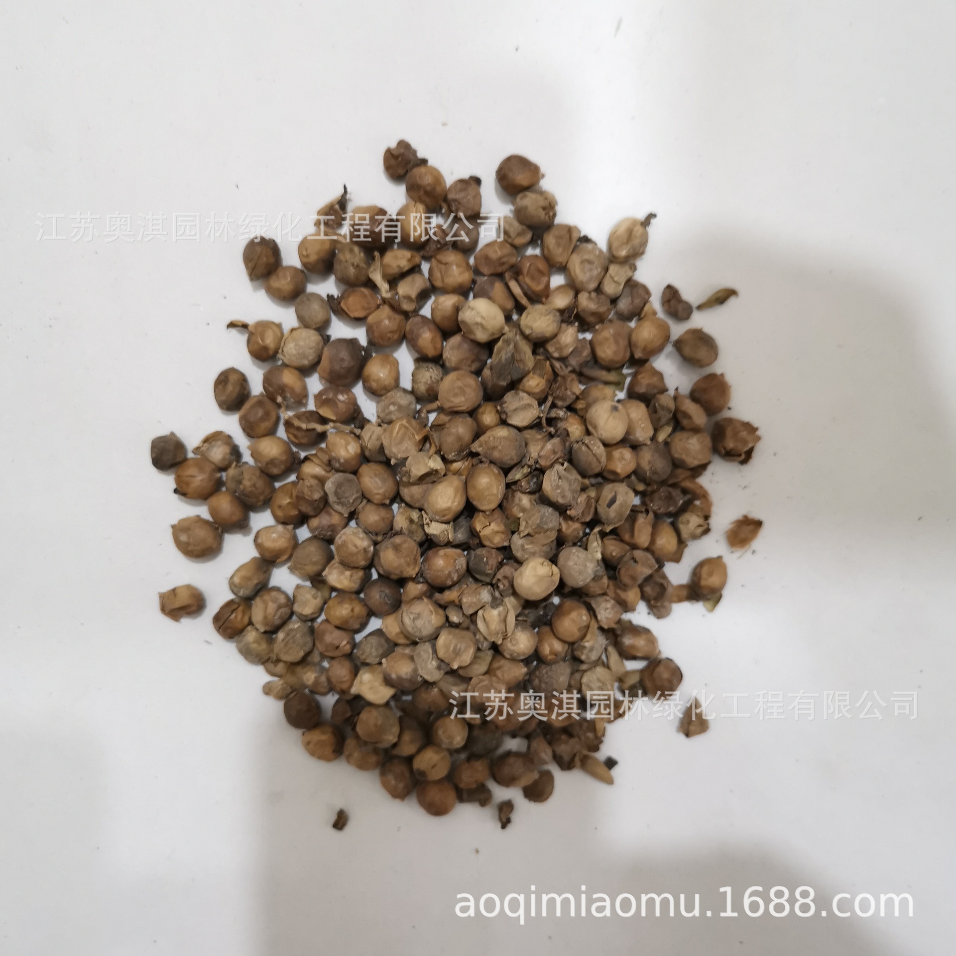 再力花种子 水竹芋 水莲蕉 塔利亚 挺水草本水生植物种子货到付款