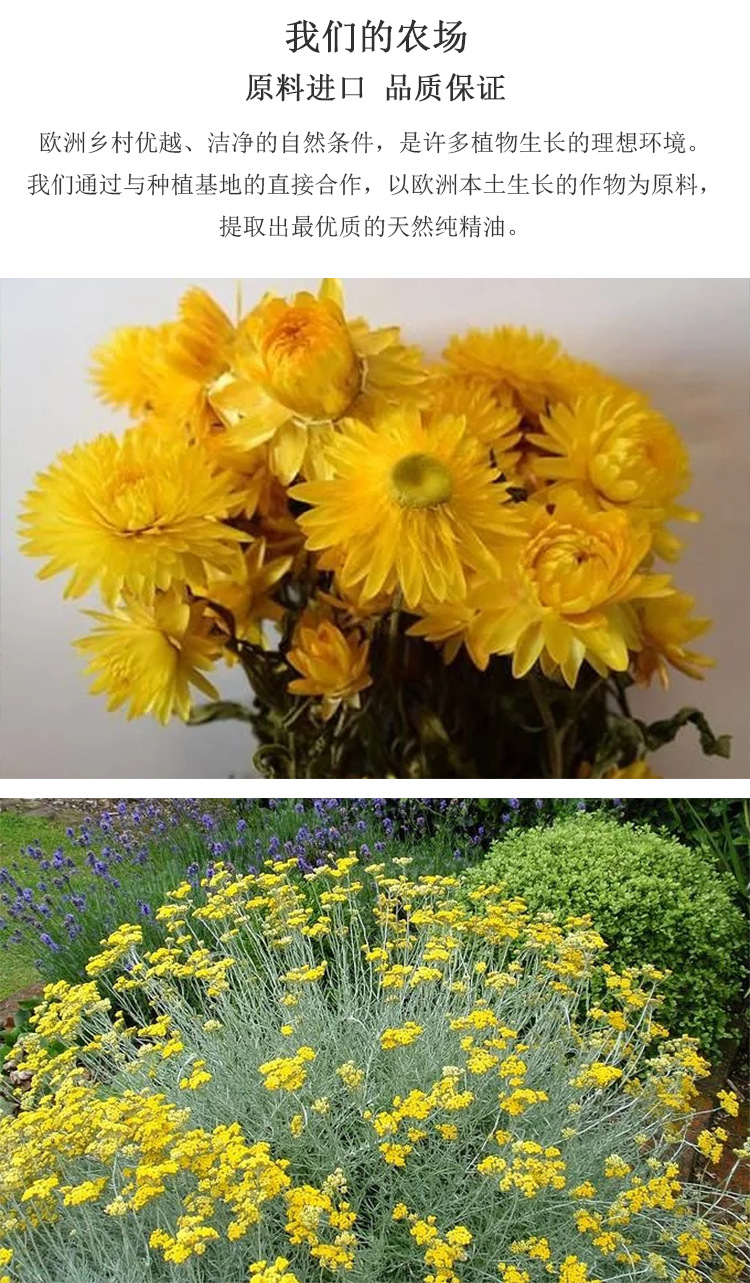 进口蜡菊永久花单方精油香薰精油芳疗扩香原料厂家按摩油代加工