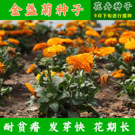 金盏菊种子金盏花种子四季易种花种子长生菊花海易种盆栽耐寒耐阴
