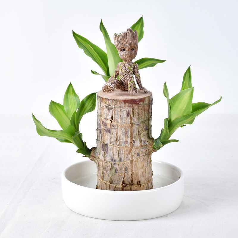 批发巴西木水培盆栽植物 室内幸运木盆栽水养办公桌面绿植 格鲁特