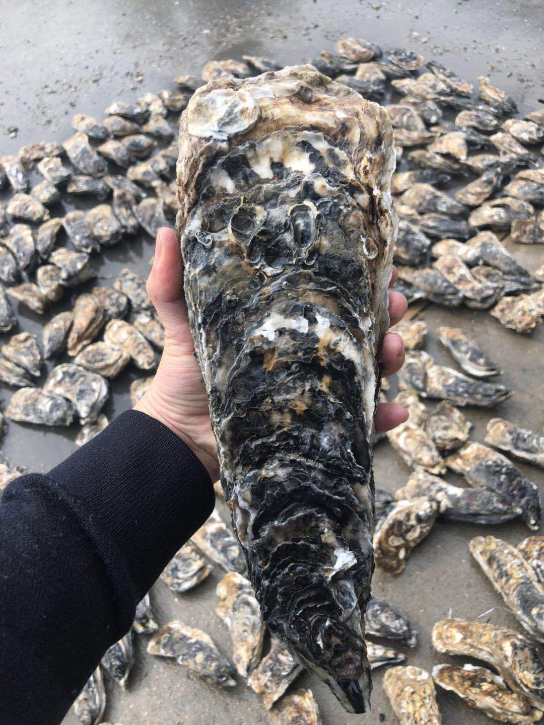 网红超大乳山生大龙蚝鲜活带壳拖鞋巨型新鲜牡蛎即食海鲜水产海蛎