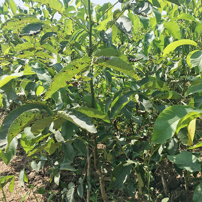 现货批发薄皮核桃树苗 文玩核桃苗 碧银果核桃苗 规格 价格优