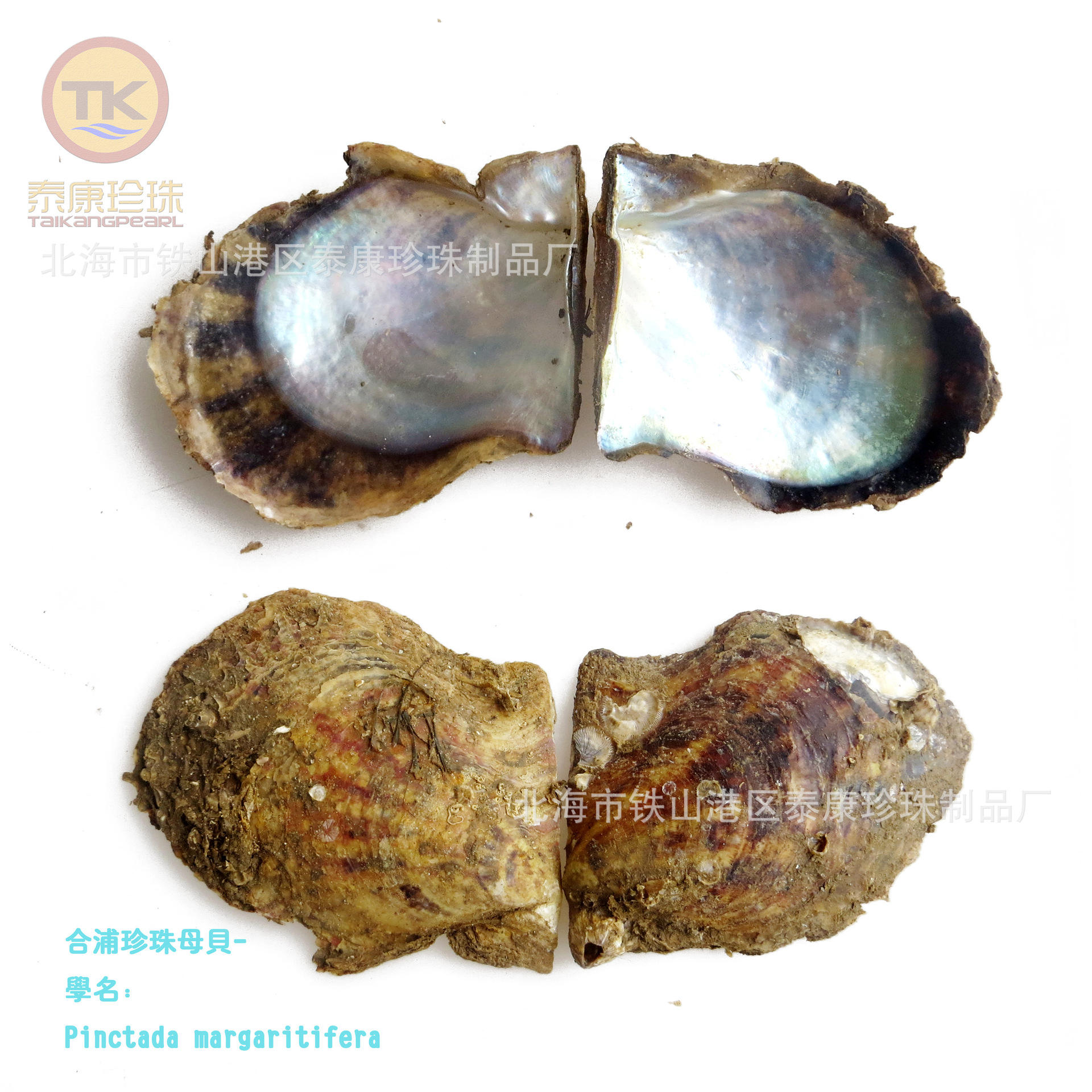 优廉价北海 珍珠母 _%贝壳 矿物原药材