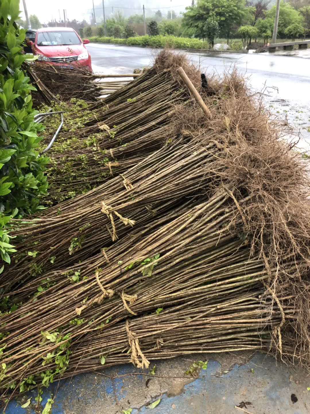 供应红花紫薇当年苗百日红满堂红紫薇紫花紫薇5公分白花紫薇