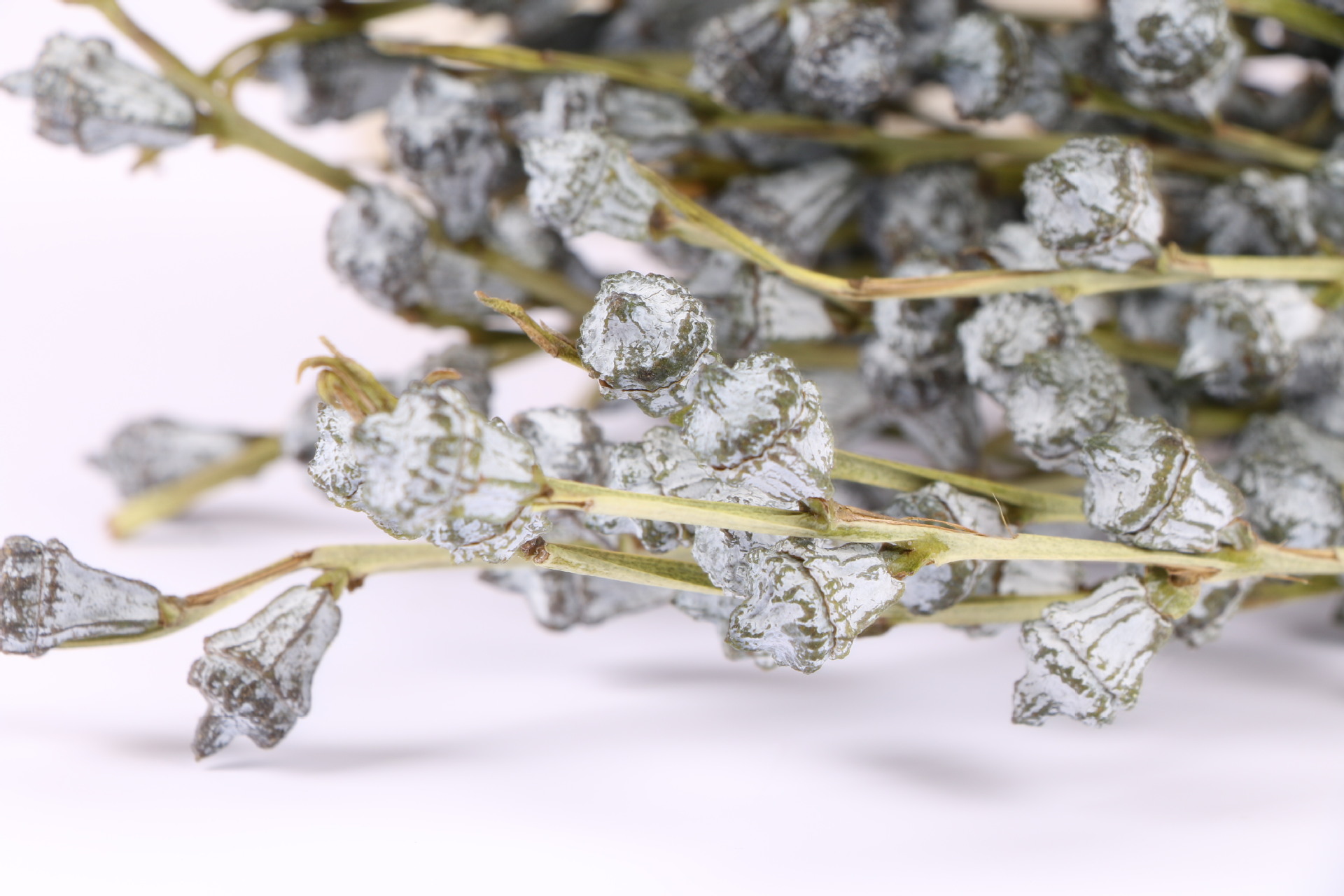 尤加利果蓝桉果插花花束现货diy日式复古森林系植物干花拍照道具