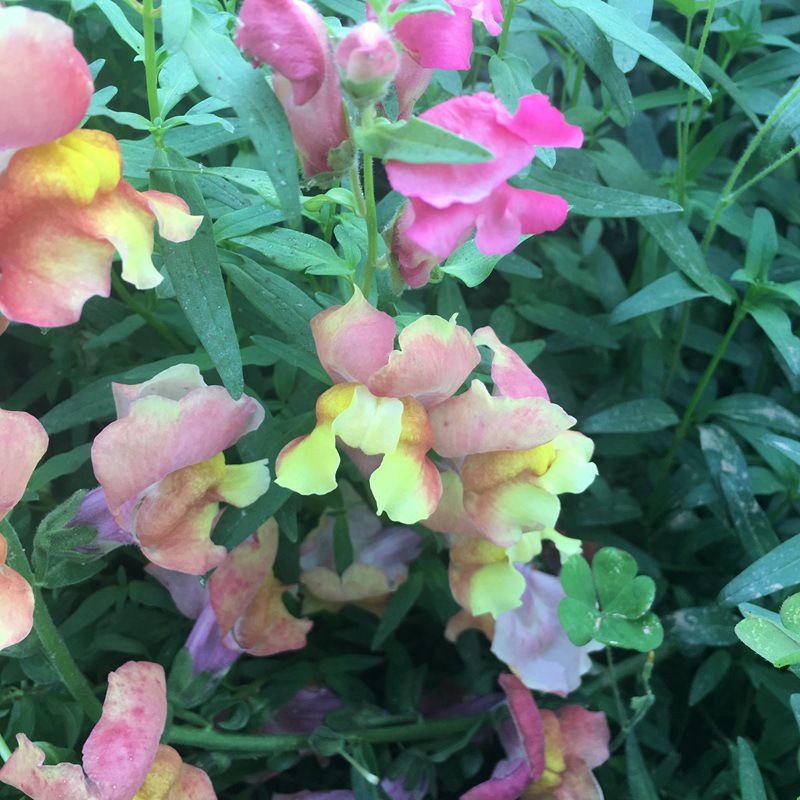 金鱼草种子花卉大量批发 绿宝园林金鱼草种子物美价廉