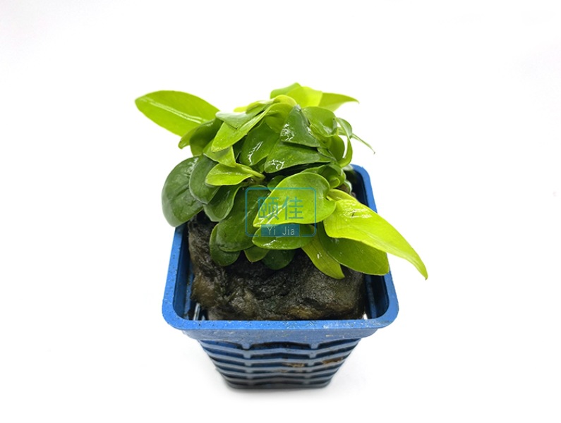 黄金榕水榕水草活体批发鱼缸造景真水草水族箱观赏装饰阴性好养