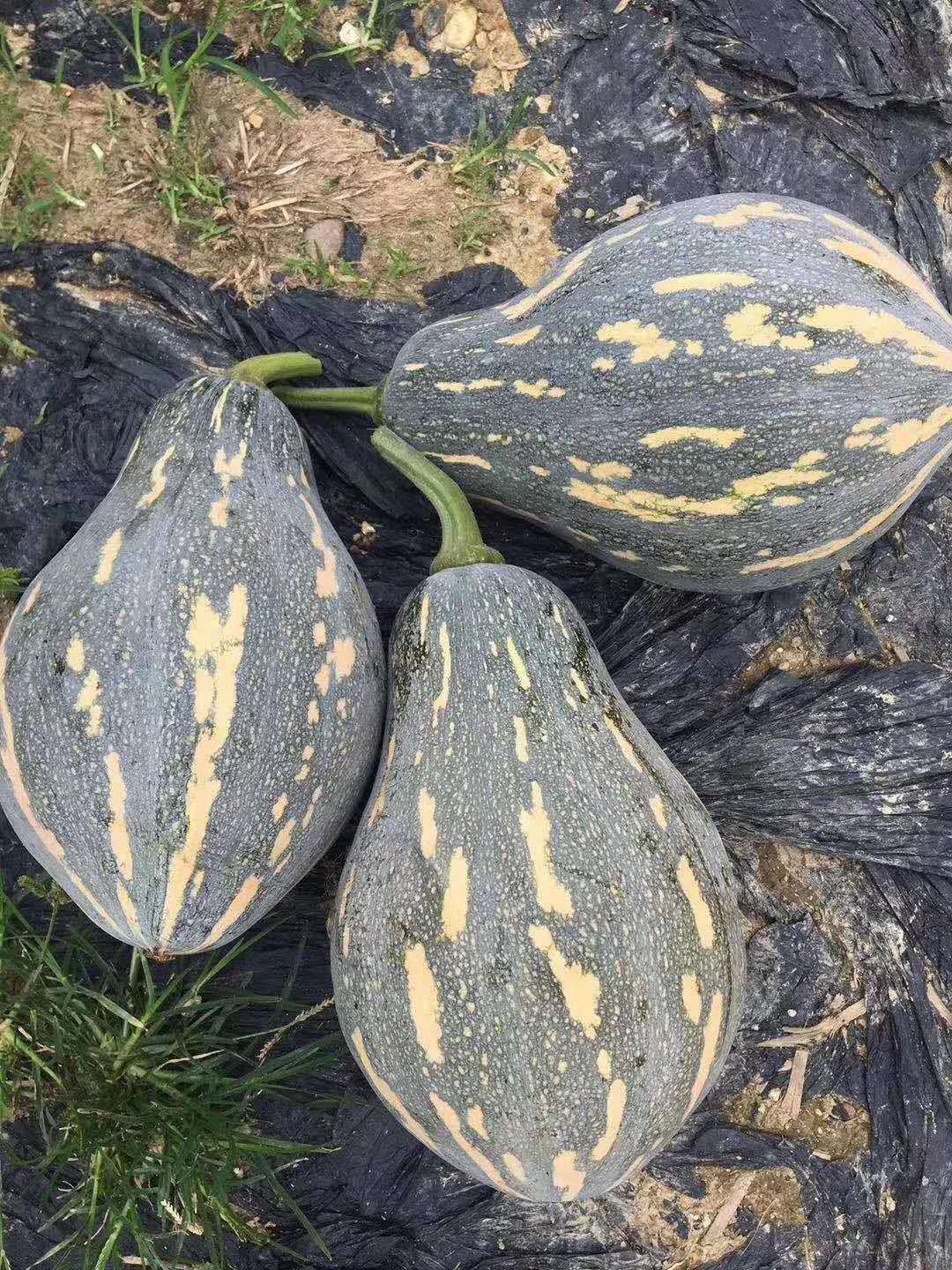 冯子龙蔬菜种子香芋南瓜种子基地田园阳台盆栽好吃香粉甜糯