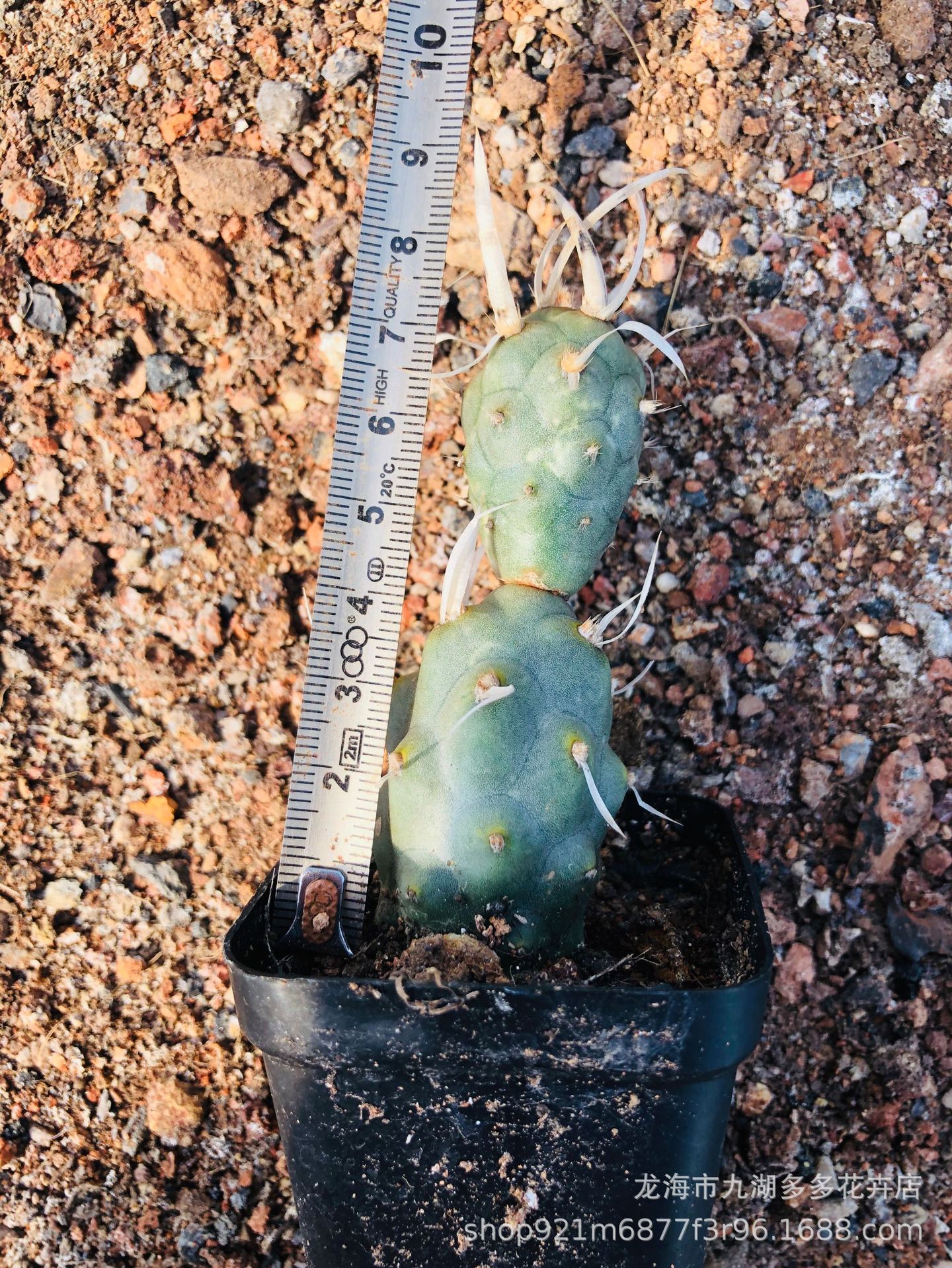 多肉绿植 武藏野团扇仙人球 自根 8-10cm高 盆栽 防幅射