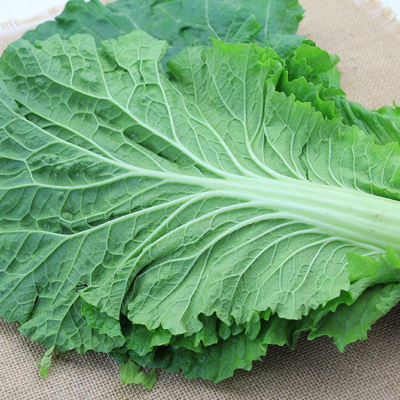 新鲜大白菜叶打饭包叶蘸酱蔬菜东北绿白菜叶菜包饭20片
