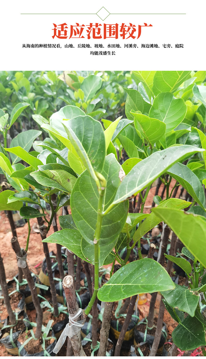 菠萝蜜苗 木菠萝 嫁接 干包 四季 泰国12号菠萝蜜 果树苗 红肉