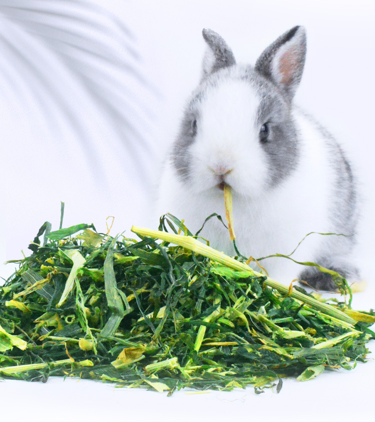 大麦草段干草400g荷兰猪天竺鼠兔兔龙猫荷兰猪牧草大麦草兔子