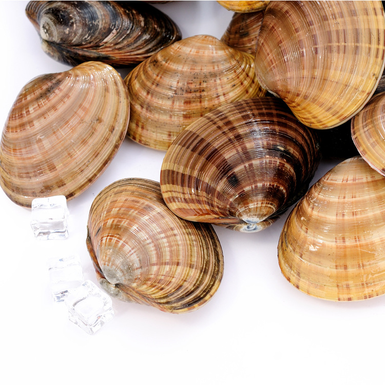 黄贝 文贝 杂色蛤 青柳蛤 蛤喇  蛤蜊 花甲 花蛤 黄蚬子 花蚬子