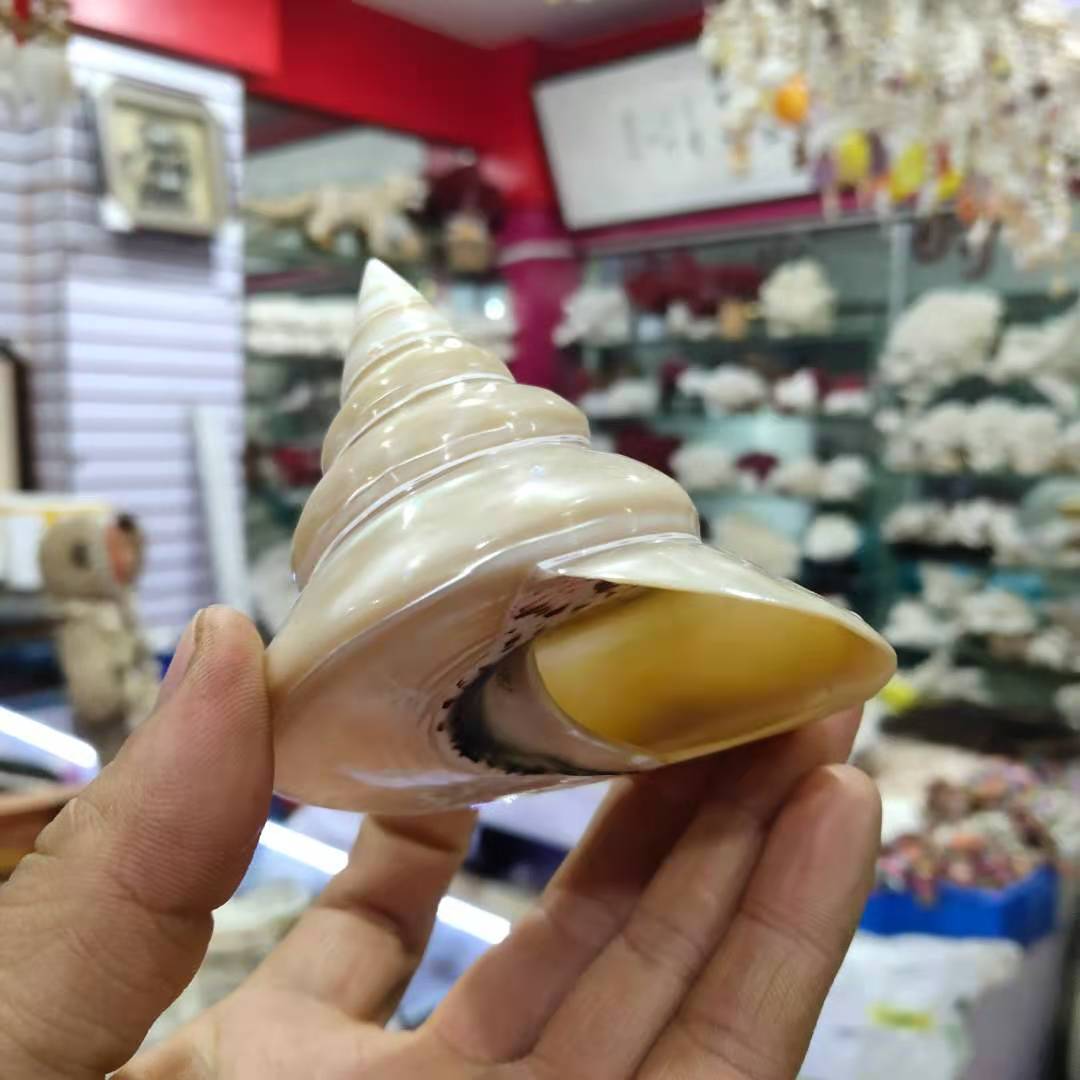 夜光螺 荧光塔螺 海螺贝壳 去皮海螺橱窗摆件收藏螺货源直销