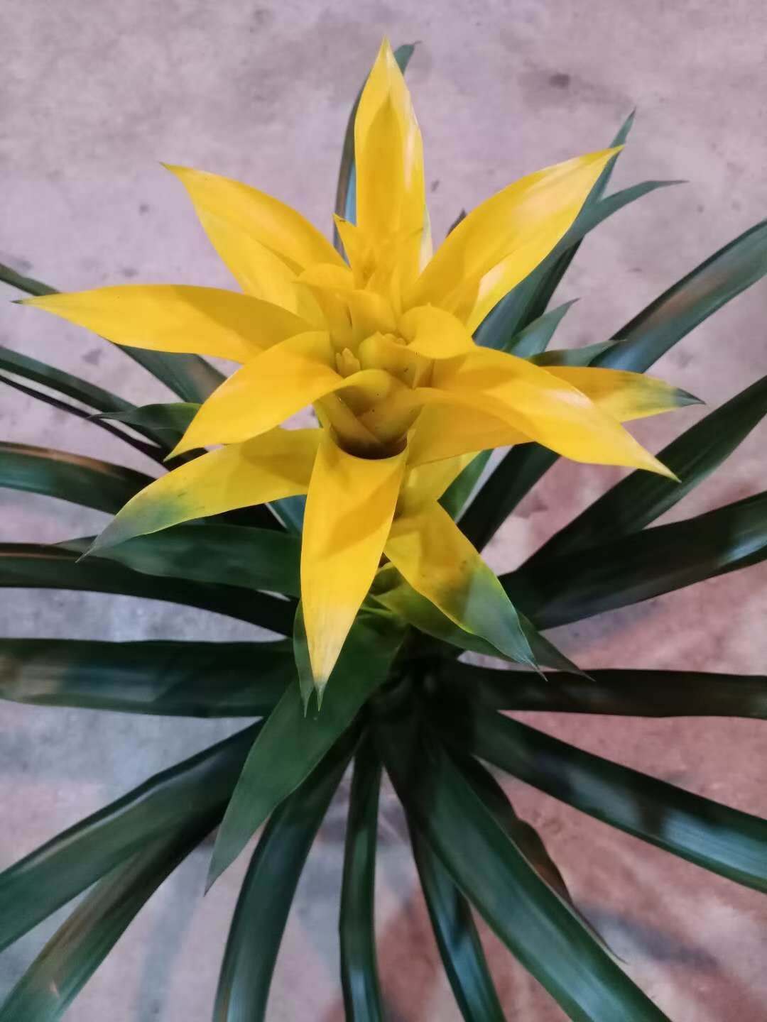 基地直销年宵花卉绿植客厅室内观花植物鸿运当头黄星凤梨花