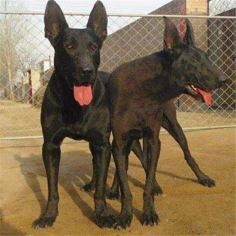 黑狼犬出售墨界黑狼犬幼犬多少钱一条黑狼犬看场地看果园活体幼犬