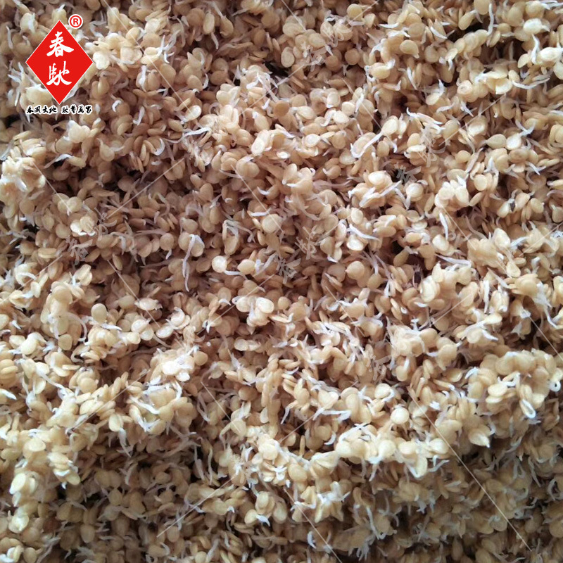 托鲁巴姆砧木种子茄子 辣椒 番茄茄子嫁接砧木种子散装托鲁巴姆籽