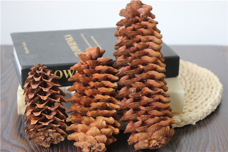 雪松松塔干燥花创意礼品flower干松果大装饰真花云南干花拍照道具