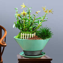 霍山铁皮石斛花卉盆栽苗植物米斛兰带花鲜条盆景种植好养绿植