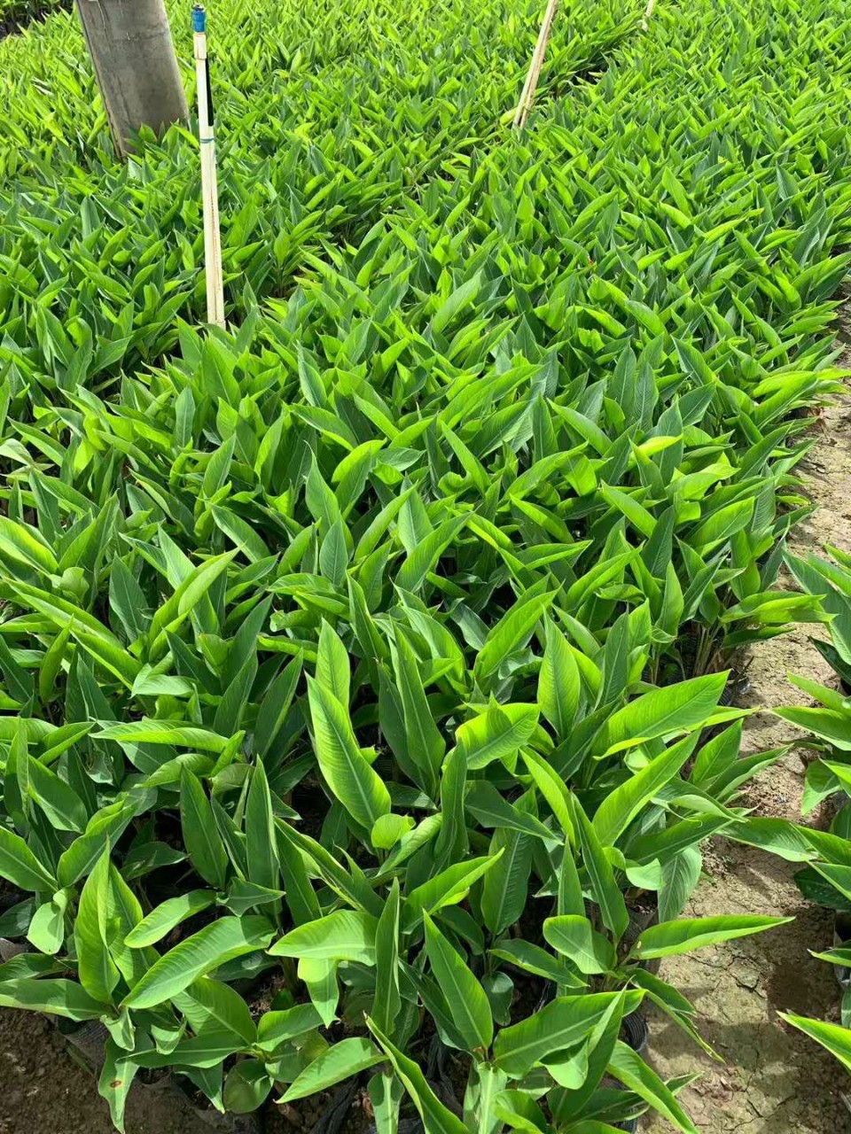 盆栽花镜黄鸟蕉,红鸟蕉,多种规格