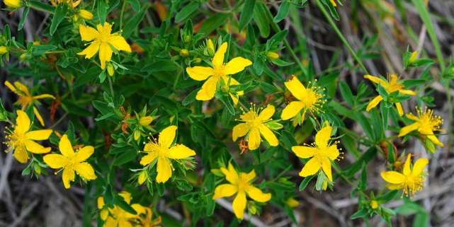 圣约翰草提取物10:1 贯叶连翘 千层楼 st. johns wort extract