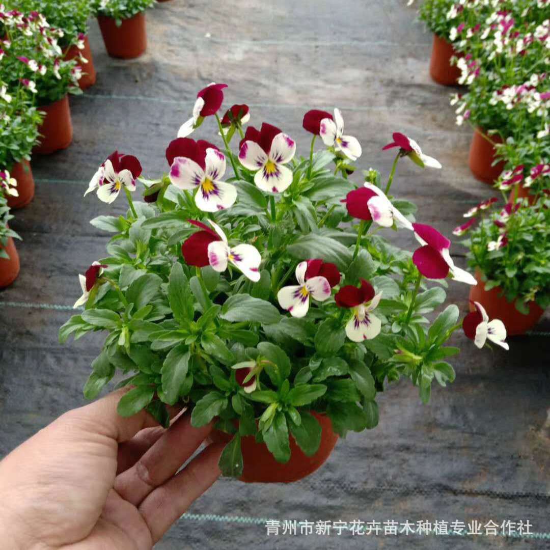 小兔子角堇 三色堇花卉 耐寒植物草花 园林绿化景观草花用角堇苗