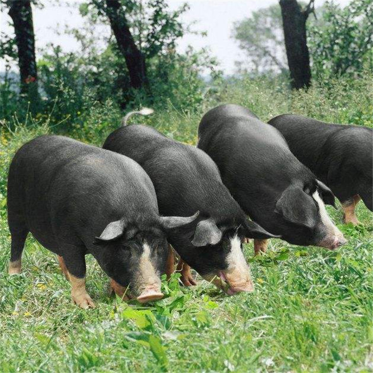 藏香猪市场价格 香猪批发价价格 巴马香猪养殖场出售猪苗价格