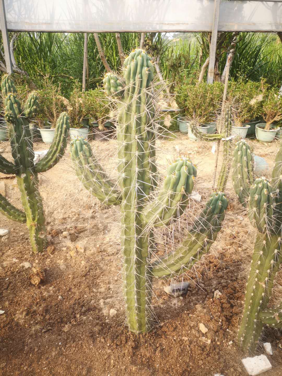 仙人柱近卫柱超长狂刺仙人柱科多肉植物甲醛可一物一拍