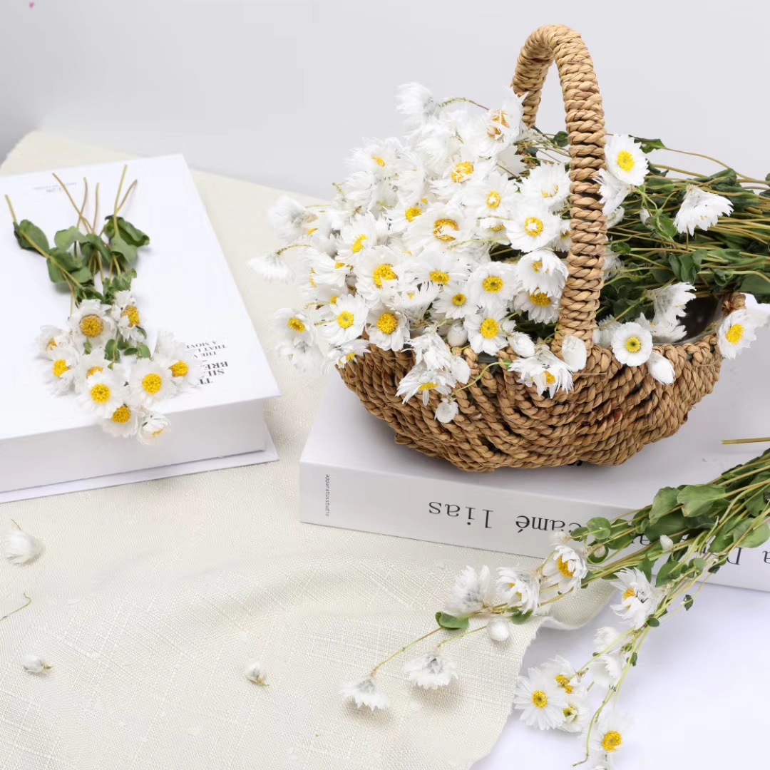 干花罗丹斯鲁丹鸟小雏菊家居装饰品花束配花