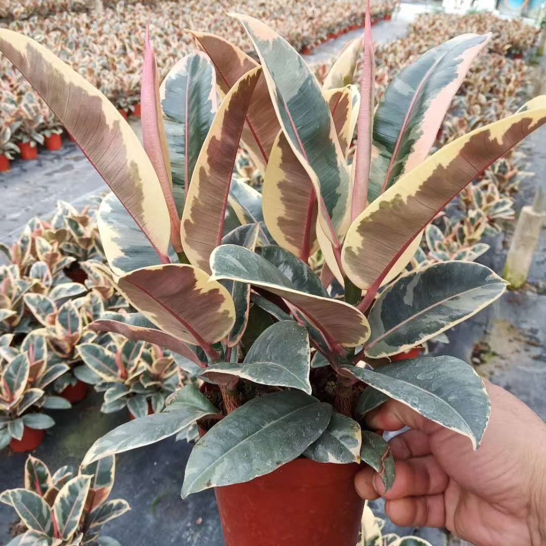 【基地直供】盆栽花卉植物 居家绿植花卉盆栽 橡皮树 150#花金刚