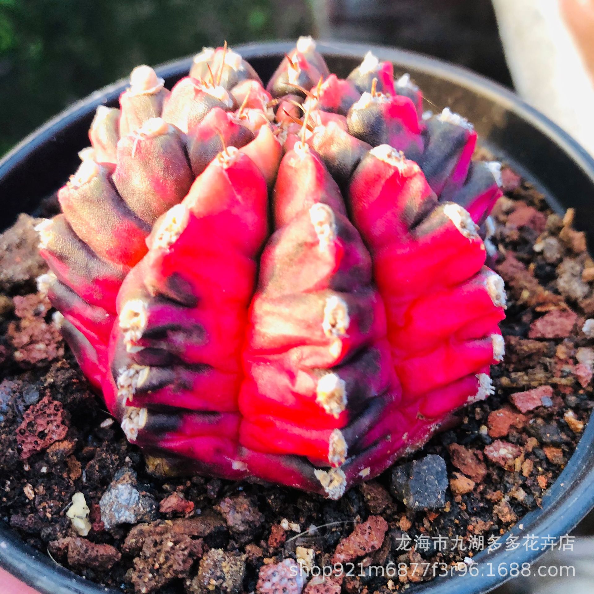 仙人球 精品光辉牡丹锦 自根 侧芽长的 6cm左右,独特几何花纹