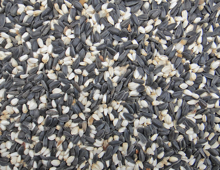 黑珍珠小瓜子白花子白瓜子2合1混合葵花子油葵籽鹦鹉鸟食五斤包邮