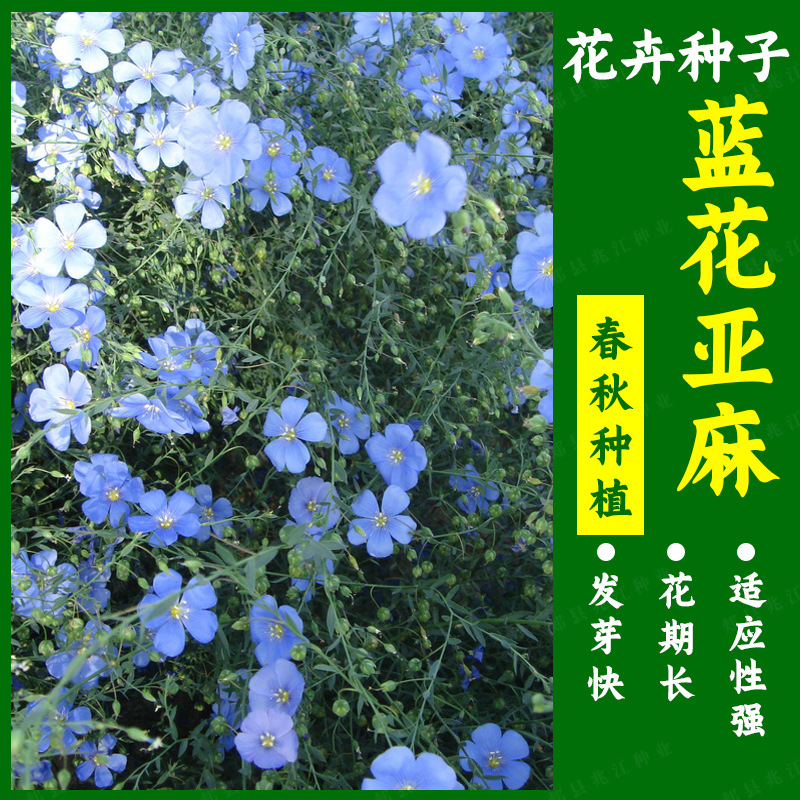 蓝花亚麻花种子耐寒耐旱多年生阳台盆栽花卉庭院景观绿化花籽种籽