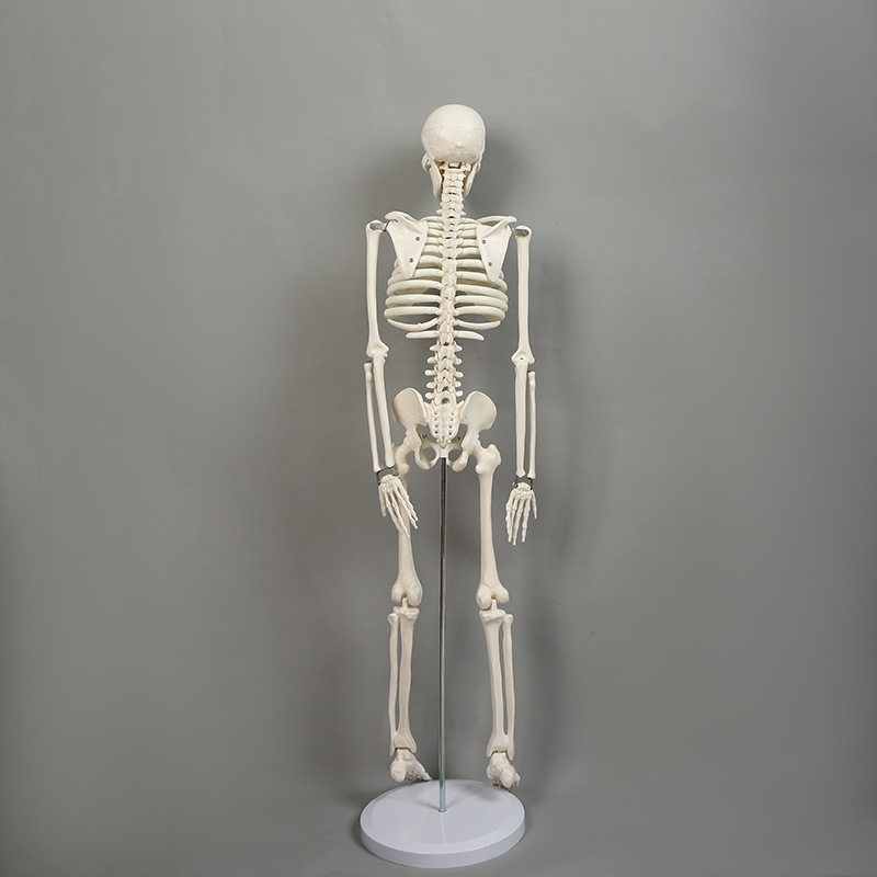 人体骨架标本模型生物教学骷髅脊椎可活动骨架pvc医学骷髅支架