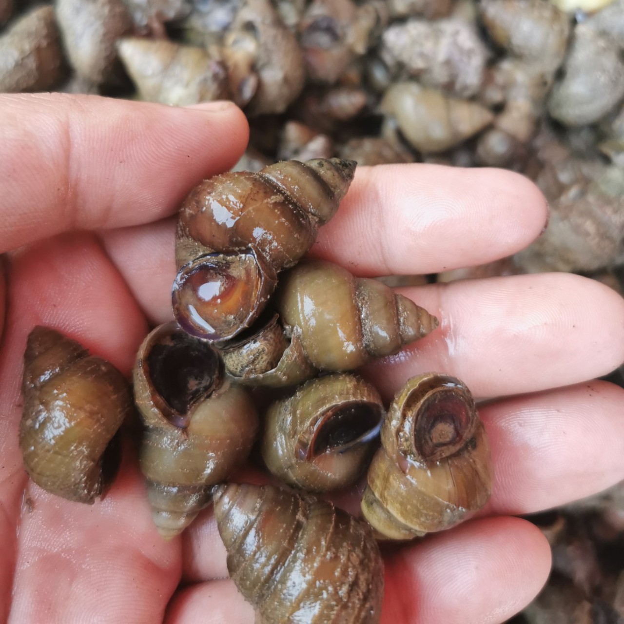 湖北清水湖薄壳鲜活大石螺食用螺蛳批发