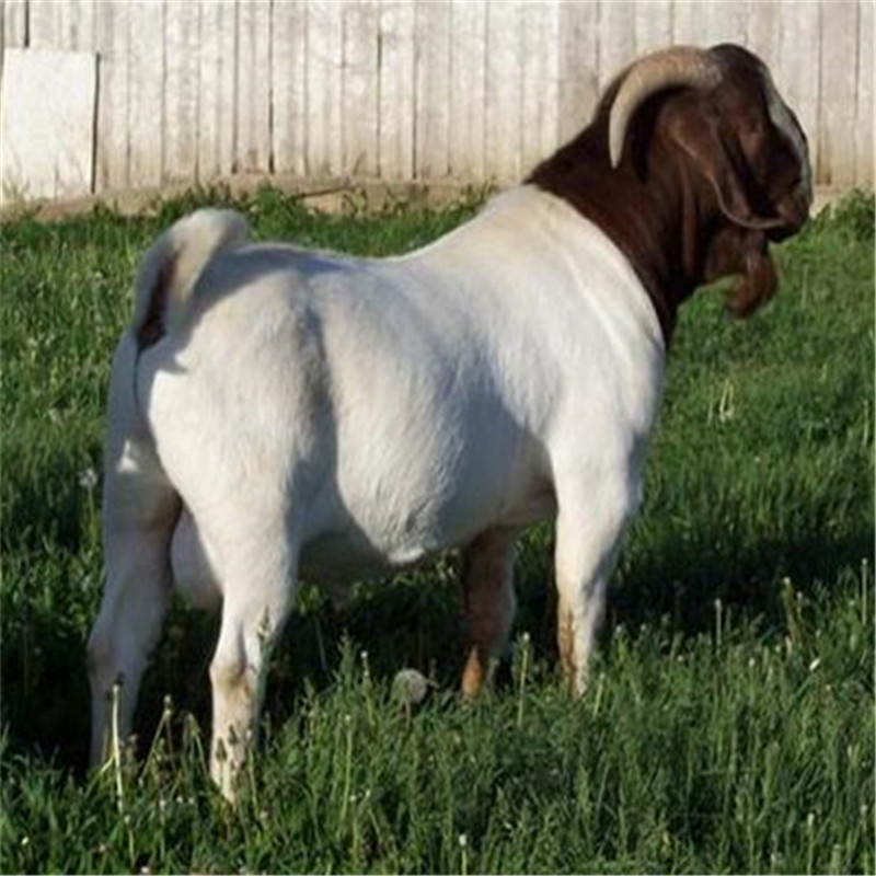 山东小羊羔-山东小羊羔厂家,品牌,图片,热帖-阿里巴巴