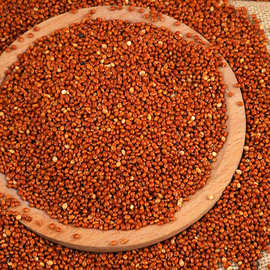 批发红黍子 枕芯材料红糜子 鸟食谷物五色黍子玩具填充物