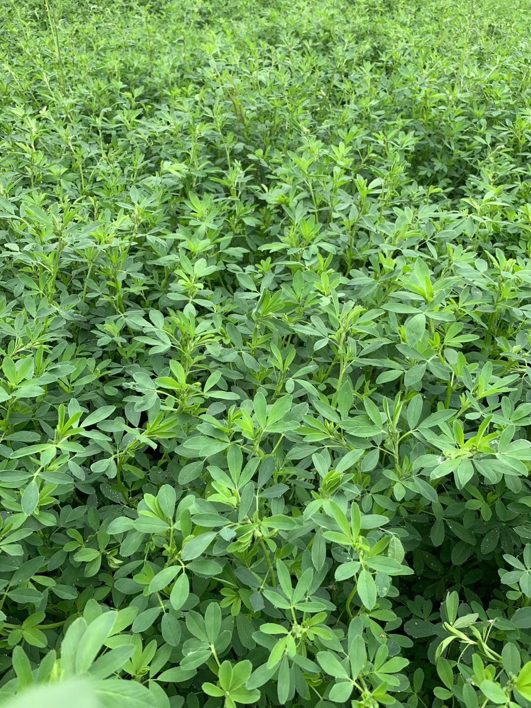 进口紫花苜蓿 北极星四季青草坪种子护坡草籽庭院绿化四季常青