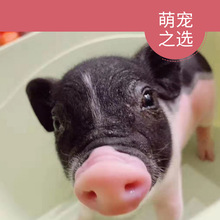 大型养殖基地出售巴马香猪活体  小香猪多少钱一只 低价出售