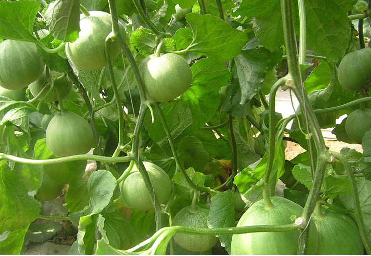 青玉二号苹果型薄皮甜瓜香瓜种子绿宝石冰翡翠甜瓜籽四季蔬菜种孑