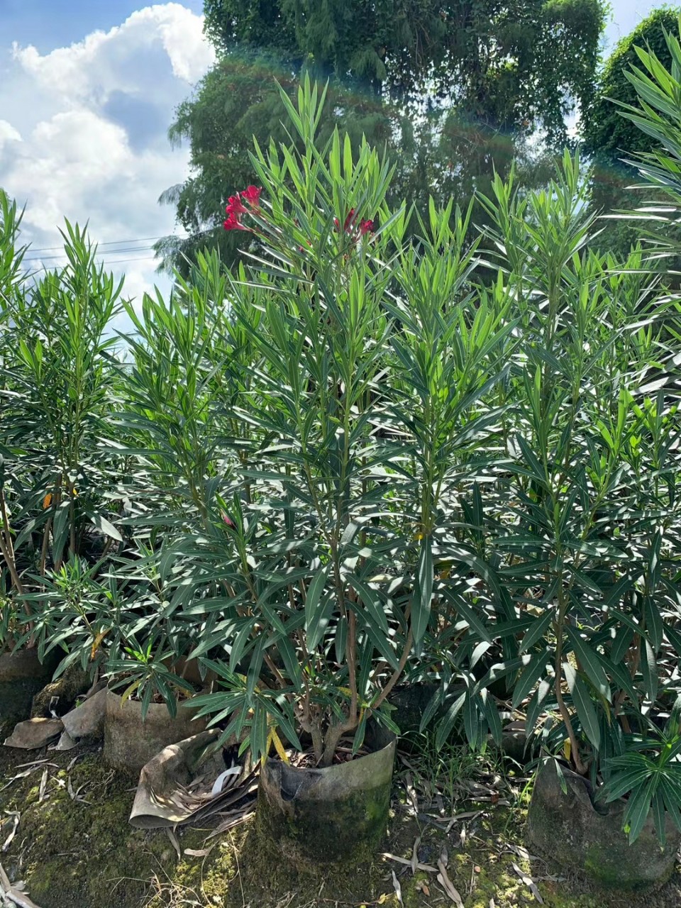 207基地批发 供应 中国红夹竹桃 1-1.5米高袋苗 小苗 大红 纯红色