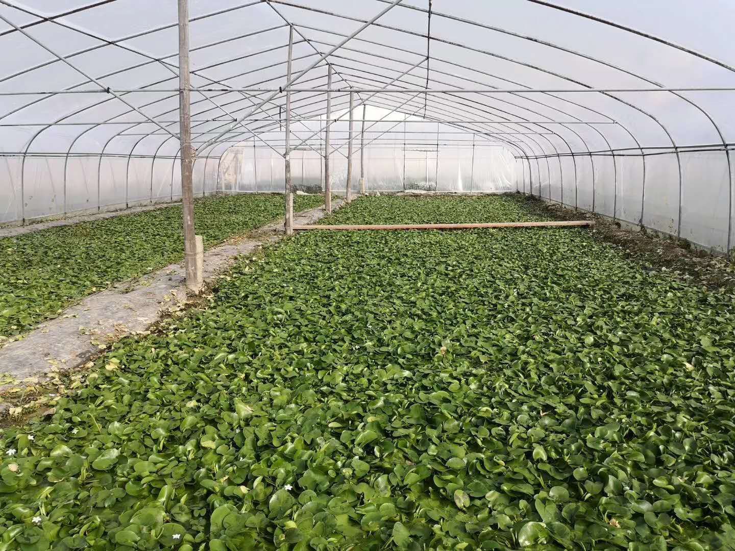 厂家【产地直销】一叶莲心型睡碗莲水培植物花卉四季开花好养水生