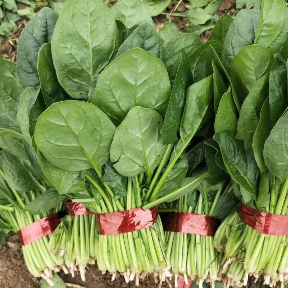 产地直供坏单包赔菠菜新鲜蔬菜农家现摘现发小菠菜嫩甜可口1斤