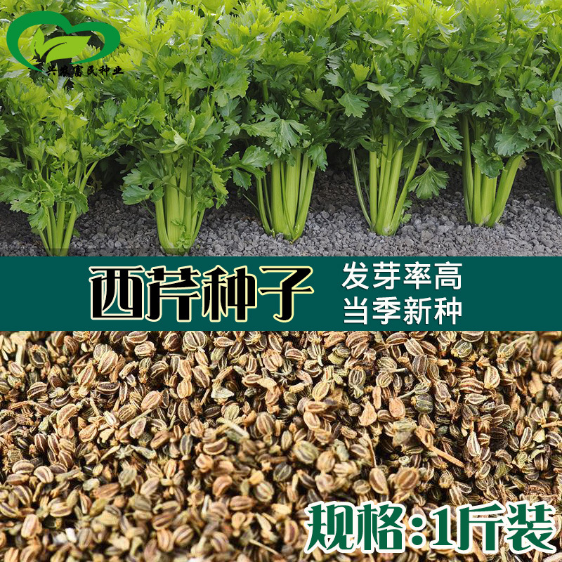 芹菜种子散装