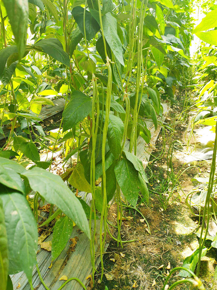 韩国绿将军豆角青条豇豆种子苗种孑种籽子豆角四季蔬菜缸豆四季豆