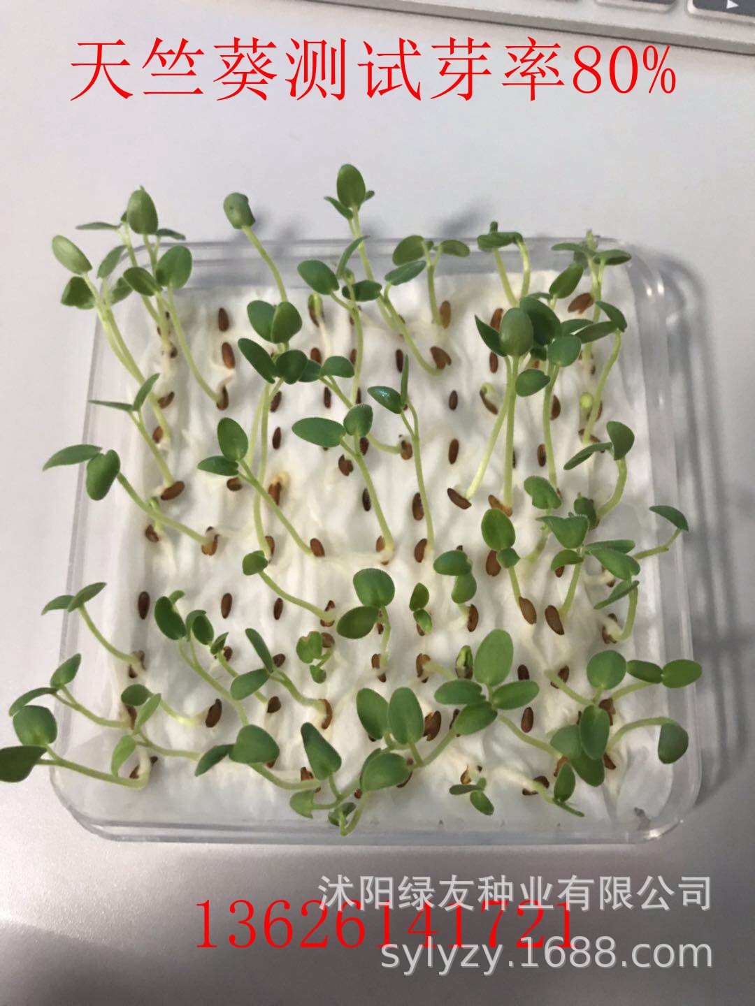 批发天竺葵种子天竺葵的养殖方法及注意事项