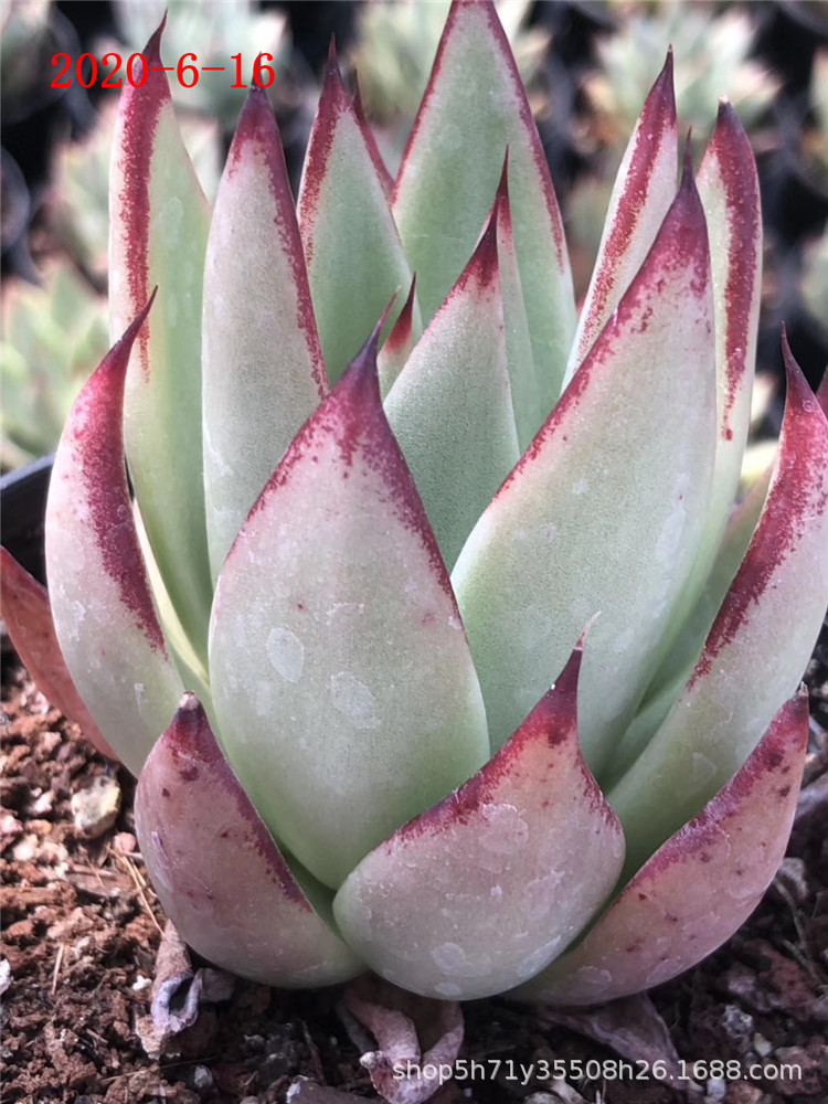 0011多肉植物盆栽批发 恋曲单头 杂交新品裸根发多肉品种