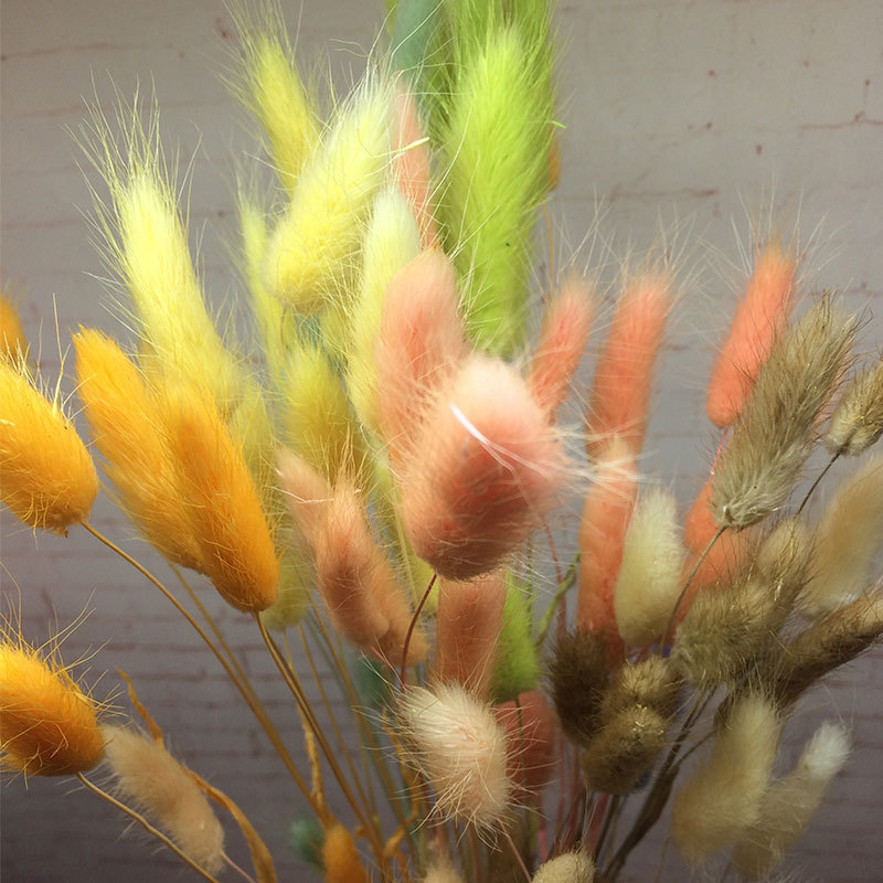 染色兔尾草 拍摄道具情人节礼物 玻璃罩配饰批发 插画搭配